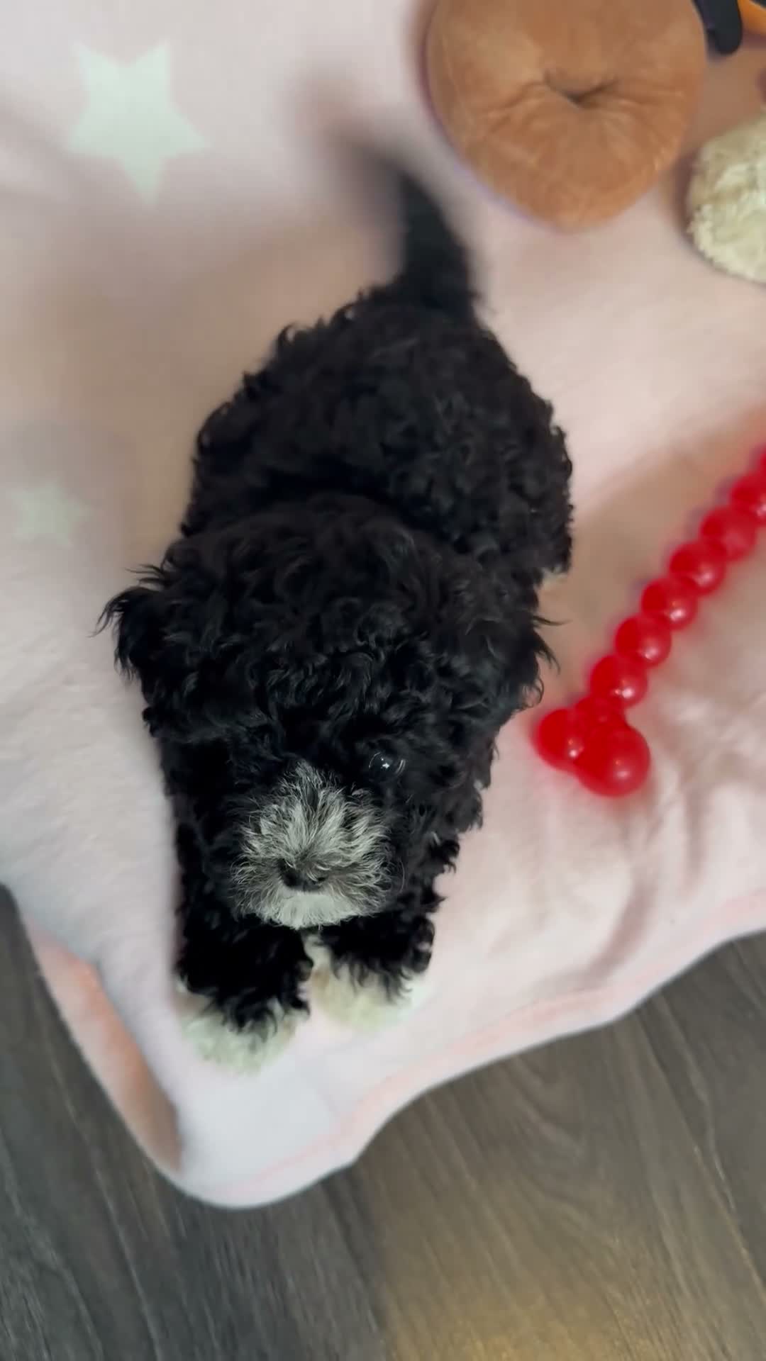 Maltipoo dogs for sale: 💖Maltipoo Baby Girl 💖 - Video 2