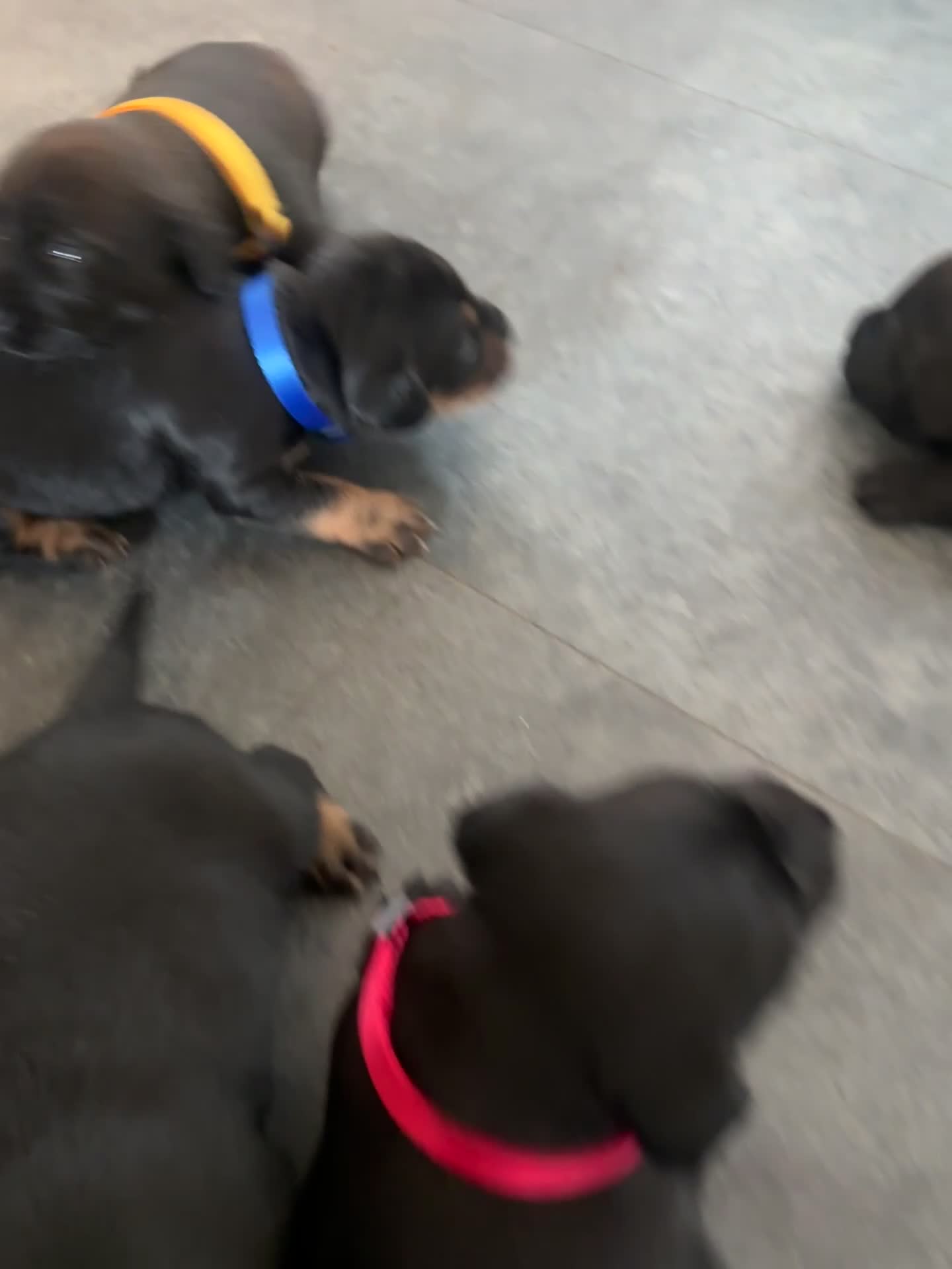 Mixed Breed dogs for sale: Wired Patter-dale terrier/ Cocker Spaniel pups - Video 3