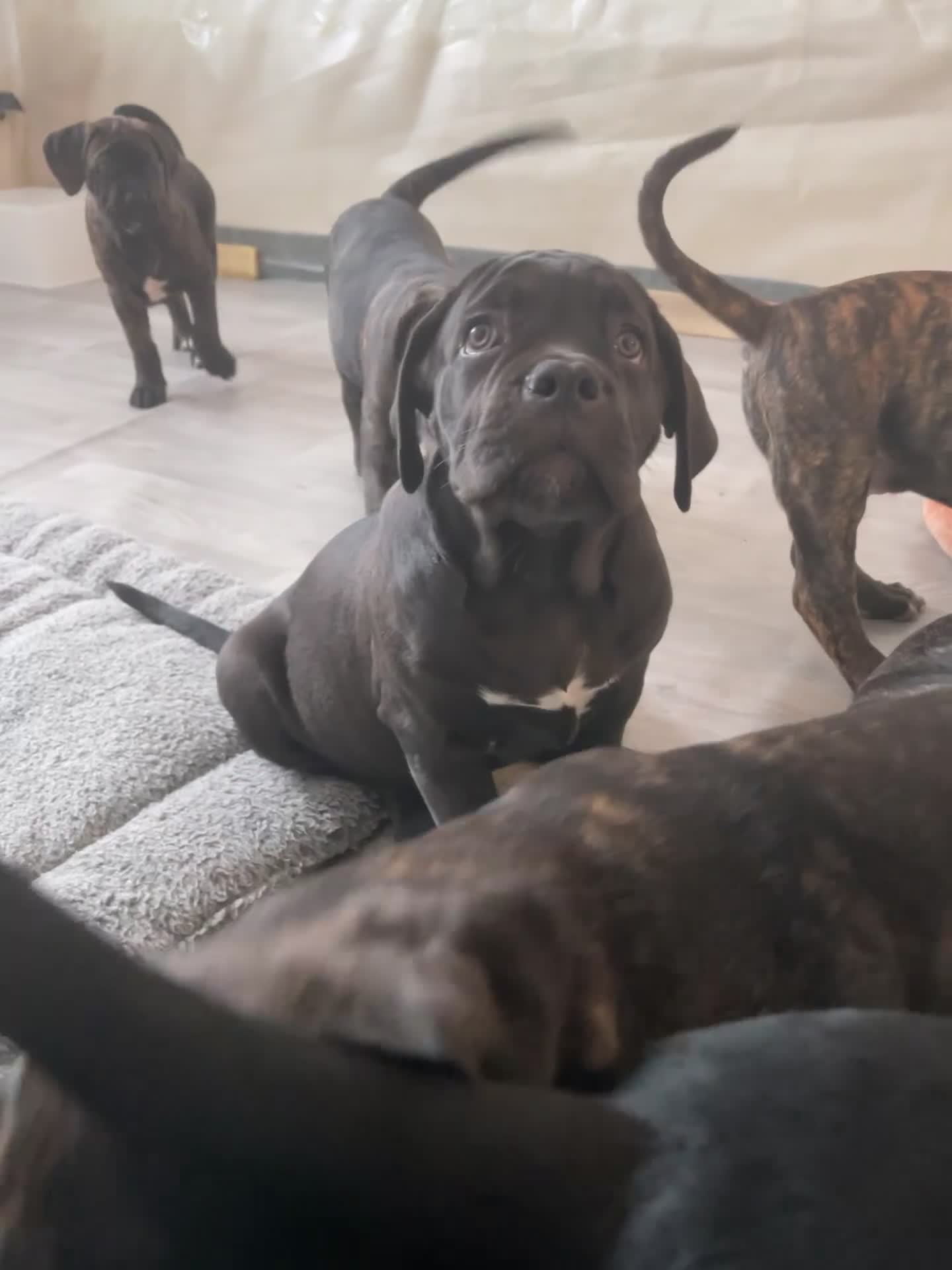 Cane Corso dogs for sale: Russian champ bloodline Cane Corso Puppies 8 left! - Video 3