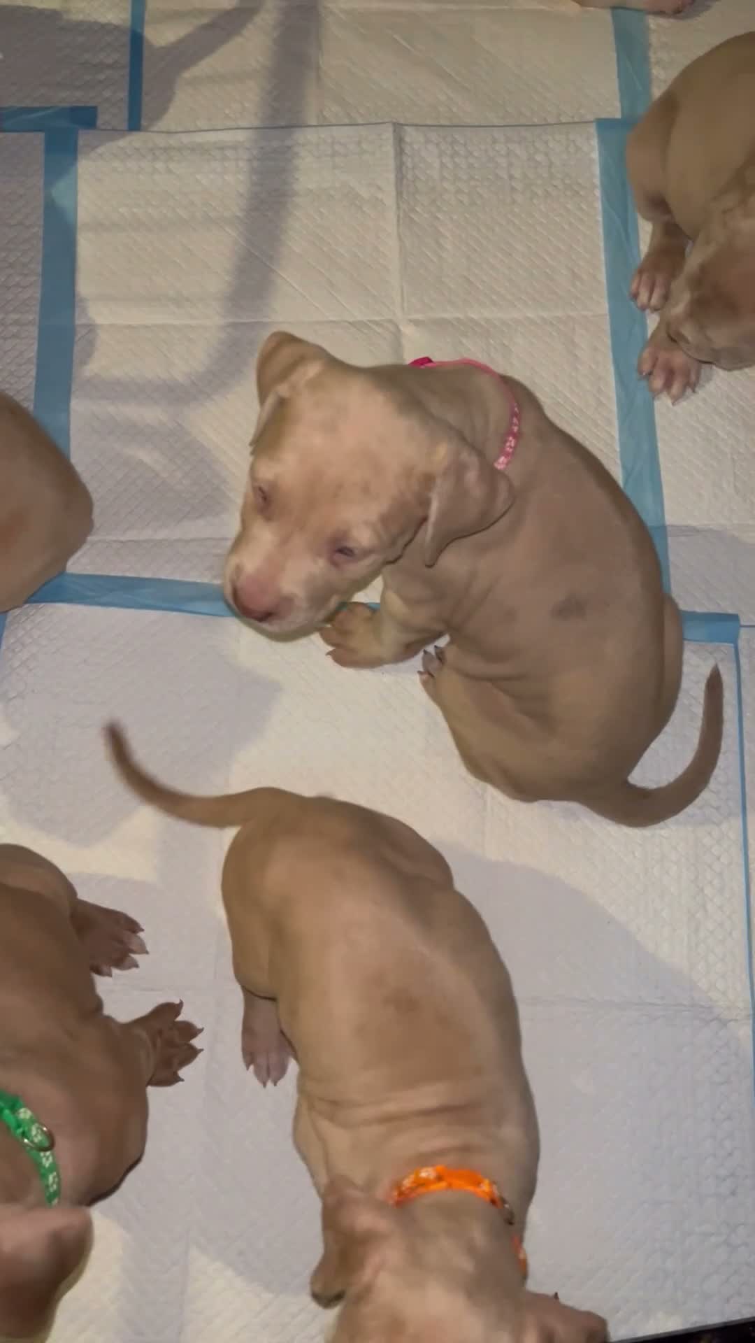 Mixed Breed dogs for sale: Beautiful bandog puppies  - Video 1