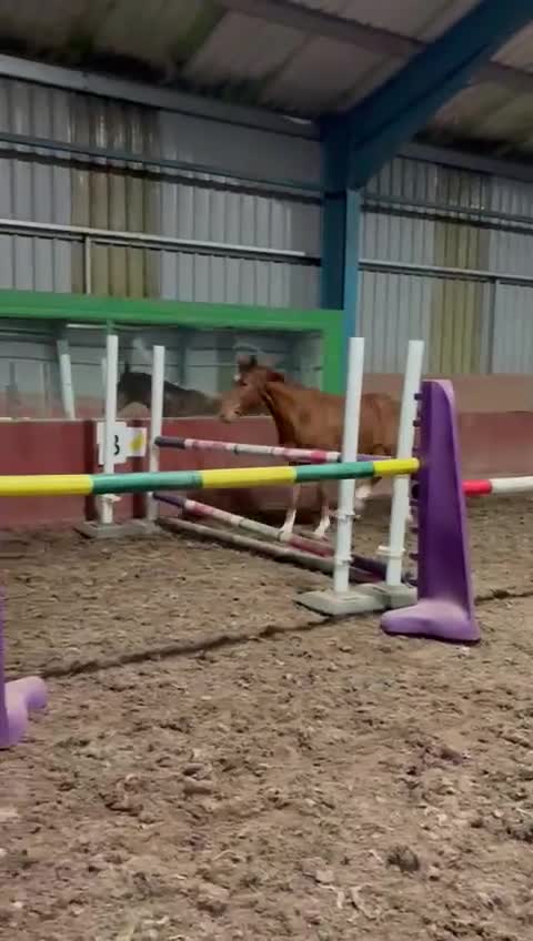 British Warmblood horses for sale: Quality Rising 3-Year-Old Gelding – 15.2hh - Video 1