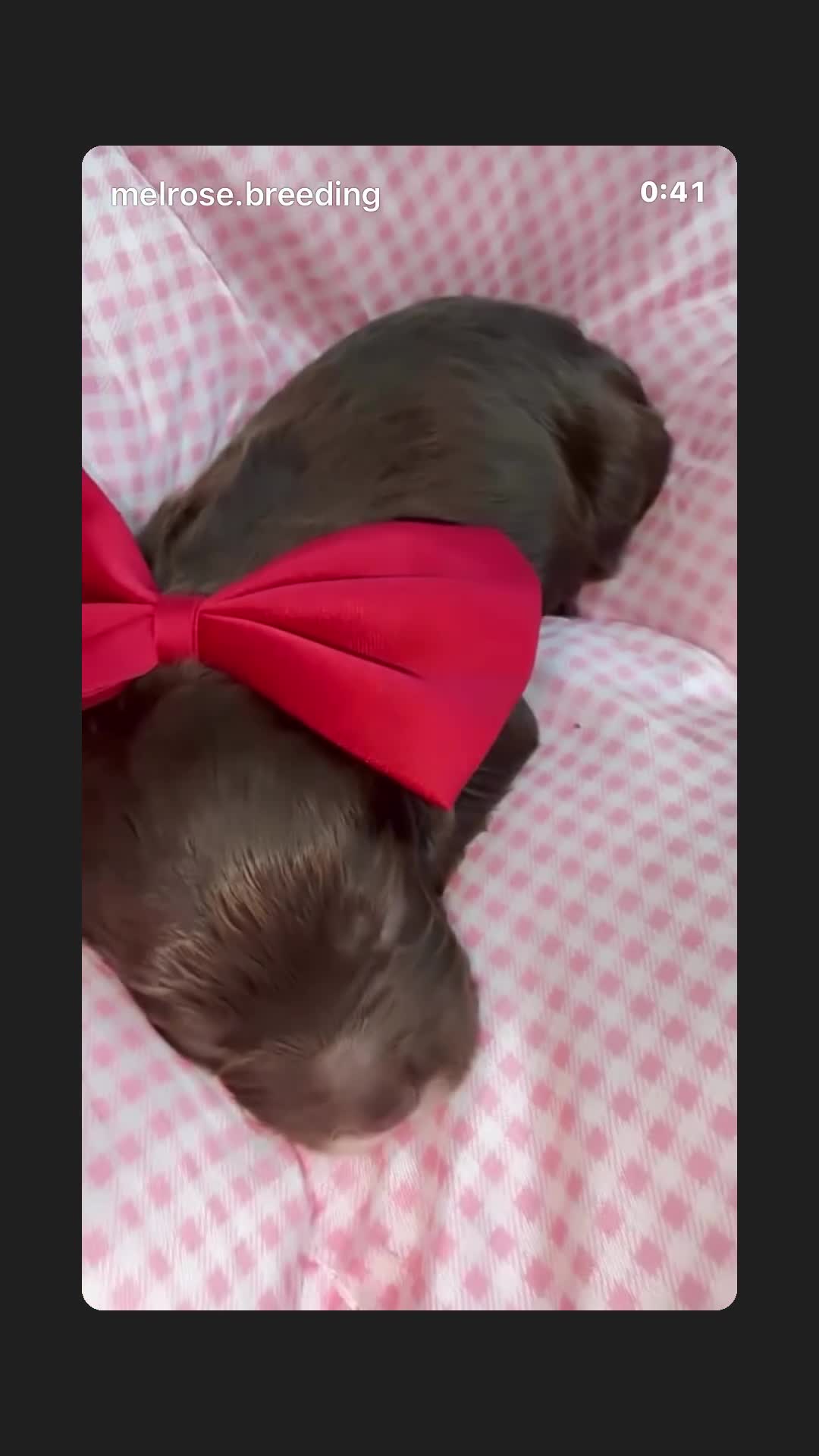 Cavapoo dogs for sale: F1 Chocolate Dream Cavapoos 🤎 - Video 2