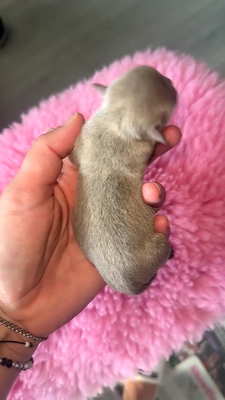 Chihuahua dogs for sale: 💖 Stunning chihuahua puppies 💖 - Video 1