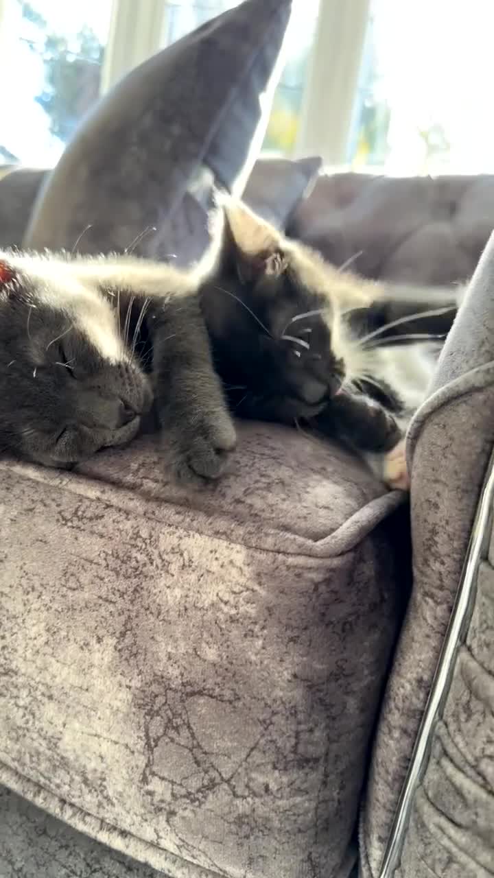 Russian Blue cats for sale: Russian blue kittens - Video 2