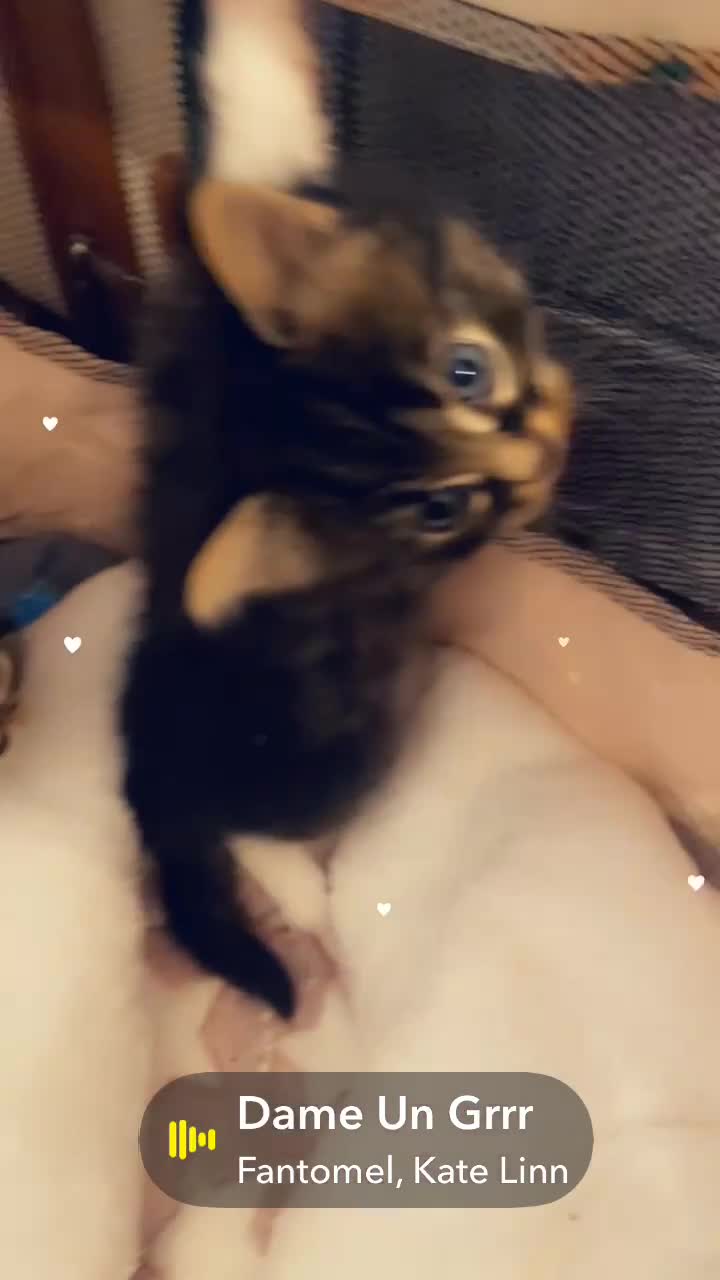 Egyptian Mau cats for sale: Gawjus kitties  - Video 1