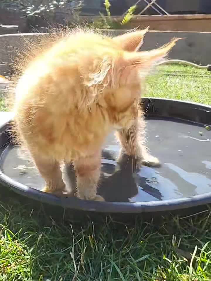 Maine Coon cats for sale: Xl russian Maine coon kittens  - Video 1