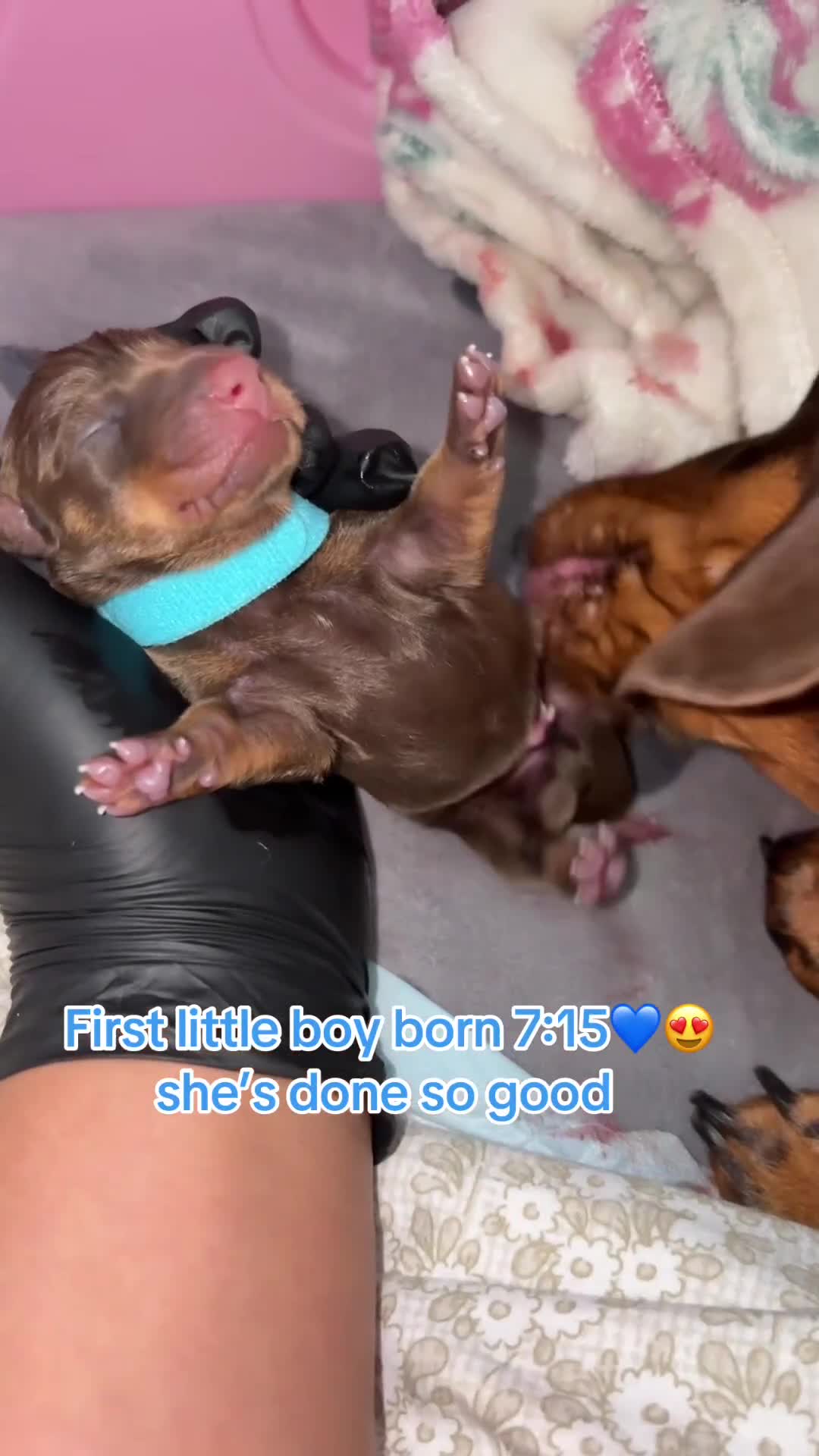 Miniature Dachshund dogs for sale: Miniature dachshund pups for sale 2 boys 1 girl  - Video 2