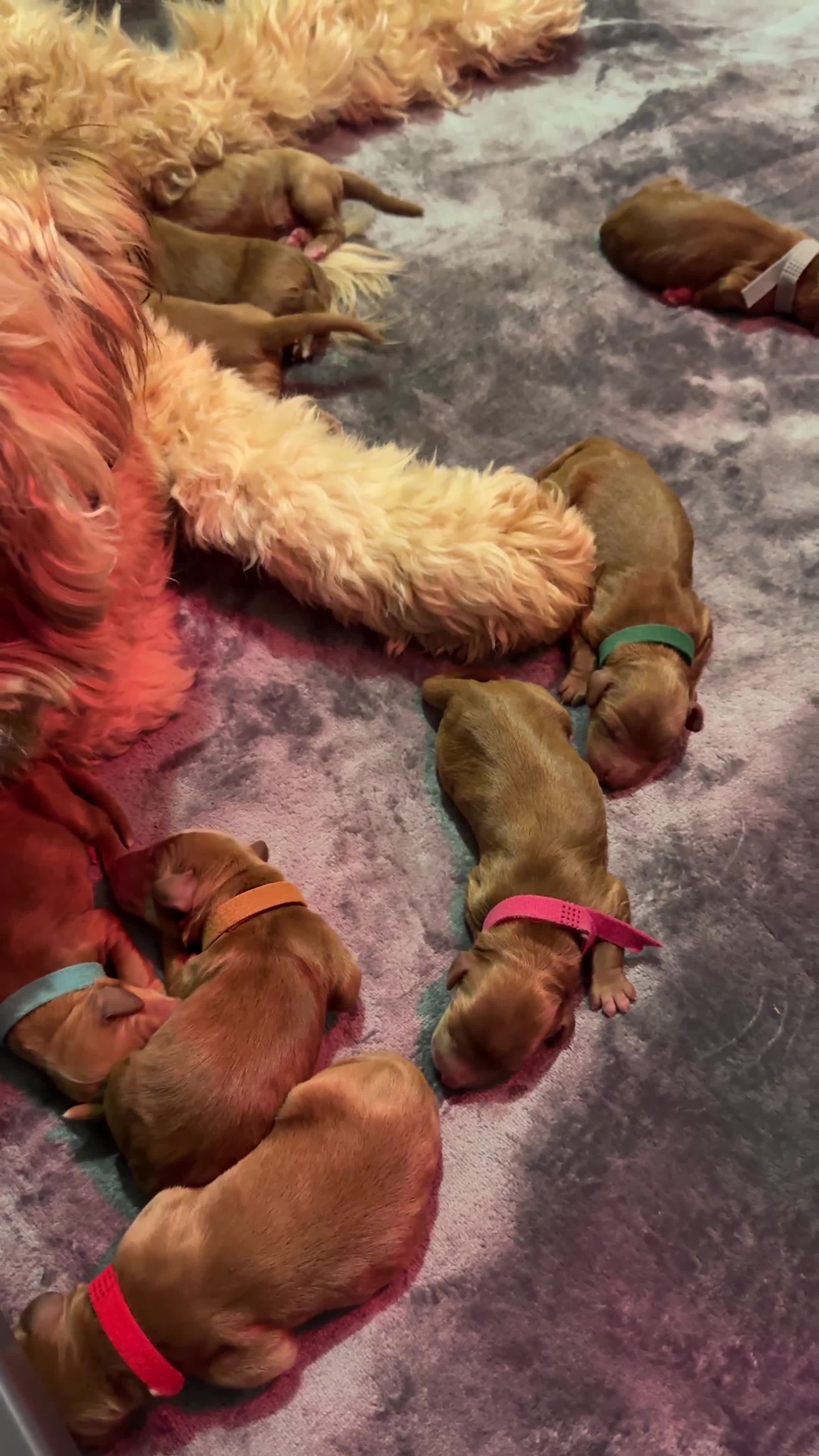 Australian Labradoodle dogs for sale: ✨ Superior Australian Labradoodles - Video 1