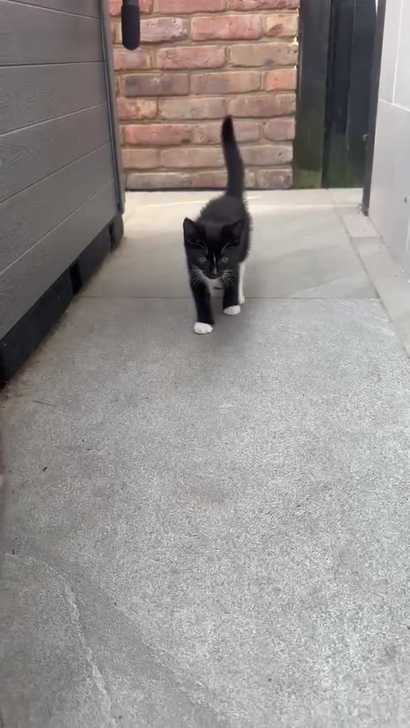 British Shorthair cats for sale: Beautiful British Shorthair Kitten 1LEFT Ready Now - Video 3