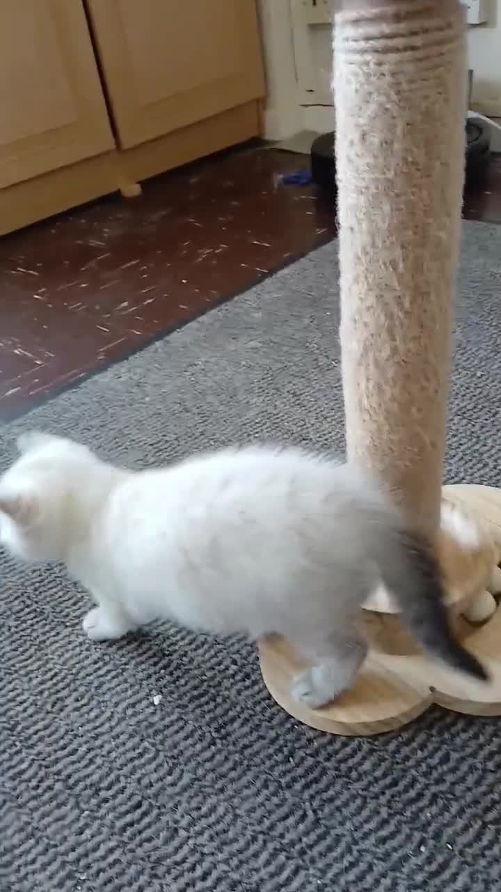 British Shorthair cats for sale: Bsh X Scotish stright kitten colorpoint-girl. - Video 1