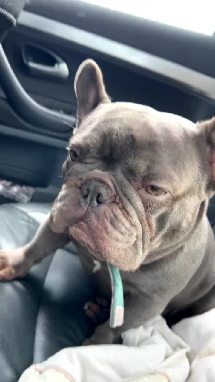 French Bulldog dogs for sale: Female French bulldog  - Video 2