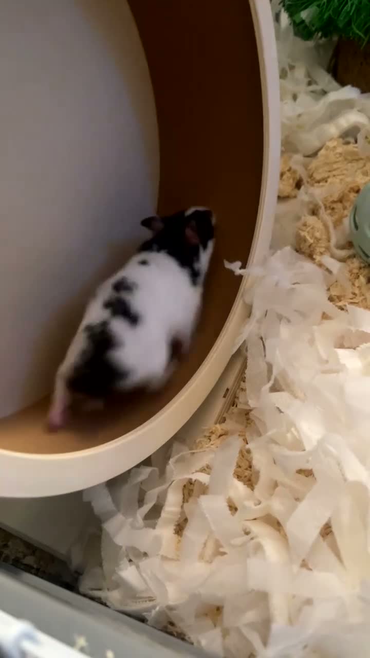 Hamster rodents for sale: Hamster for sale in Huddersfield - Video 1