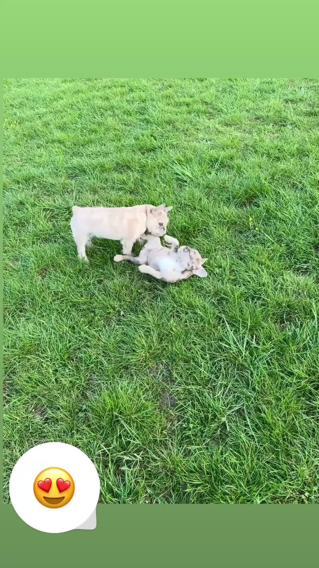 French Bulldog dogs for sale: Final reductions,last 3 micro frenchies. Ready now - Video 3