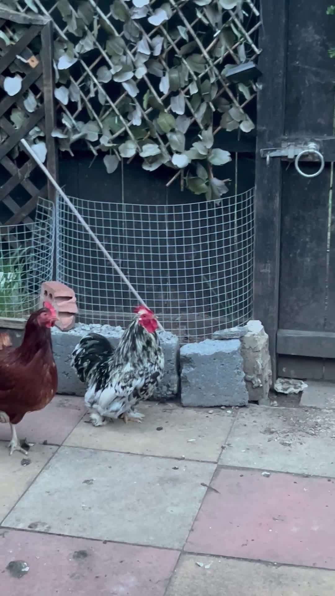Mixed Breed poultry for sale: Hens rooster  - Video 1