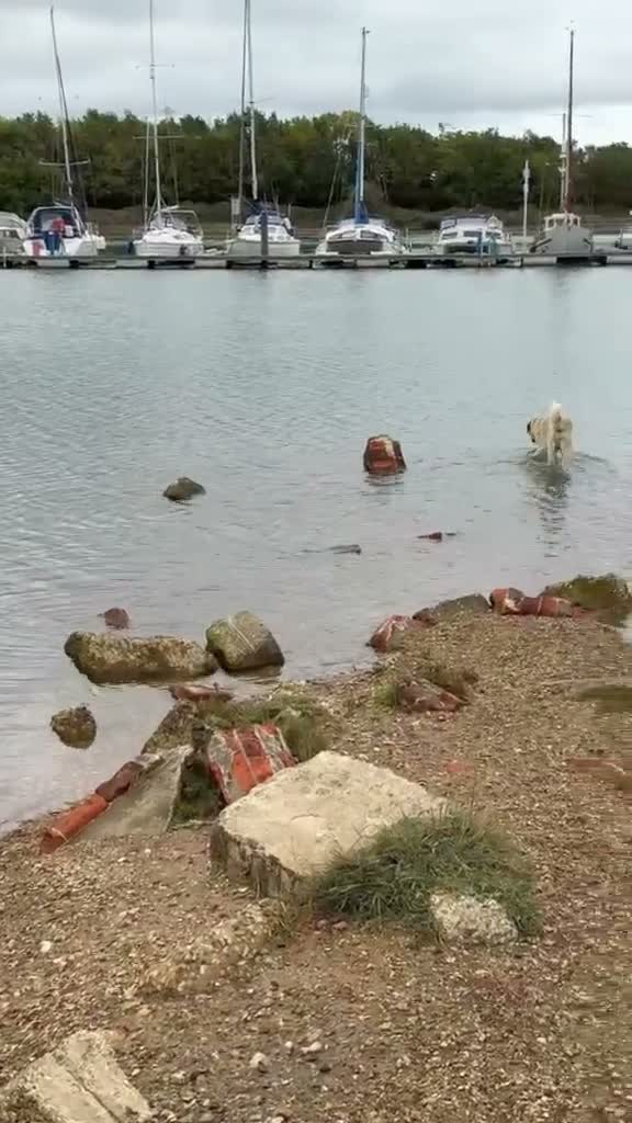 Turkish Kangal dogs for sale: Loving home needed for our Kangal boy in Fareham - Video 1