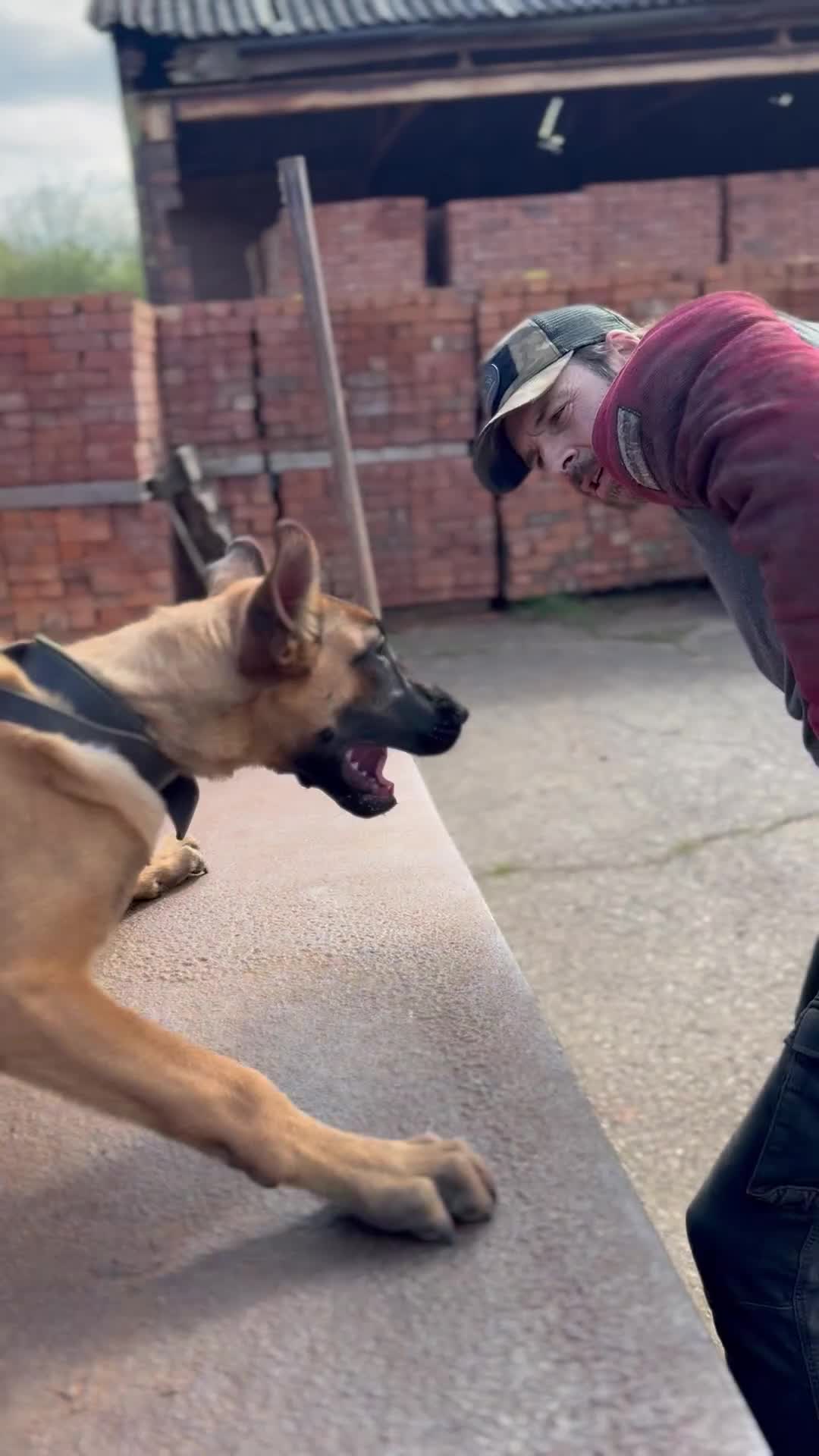 Belgian Shepherd Dog dogs for sale: Serious working puppy  - Video 1