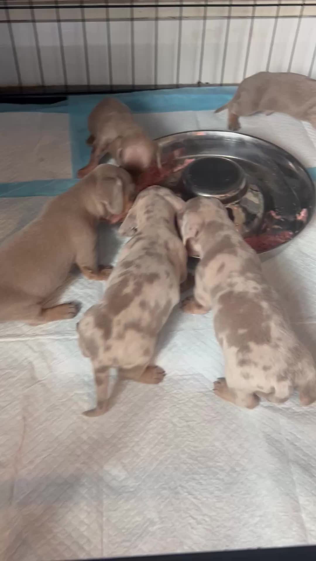 Dachshund dogs for sale: Miniature dachshund  - Video 1