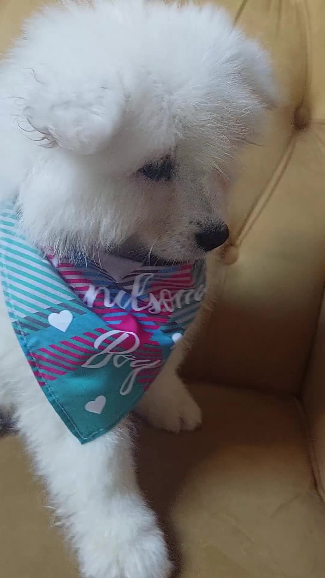 Samoyed dogs for sale: Samoyed puppies looking for the new loving  home - Video 3