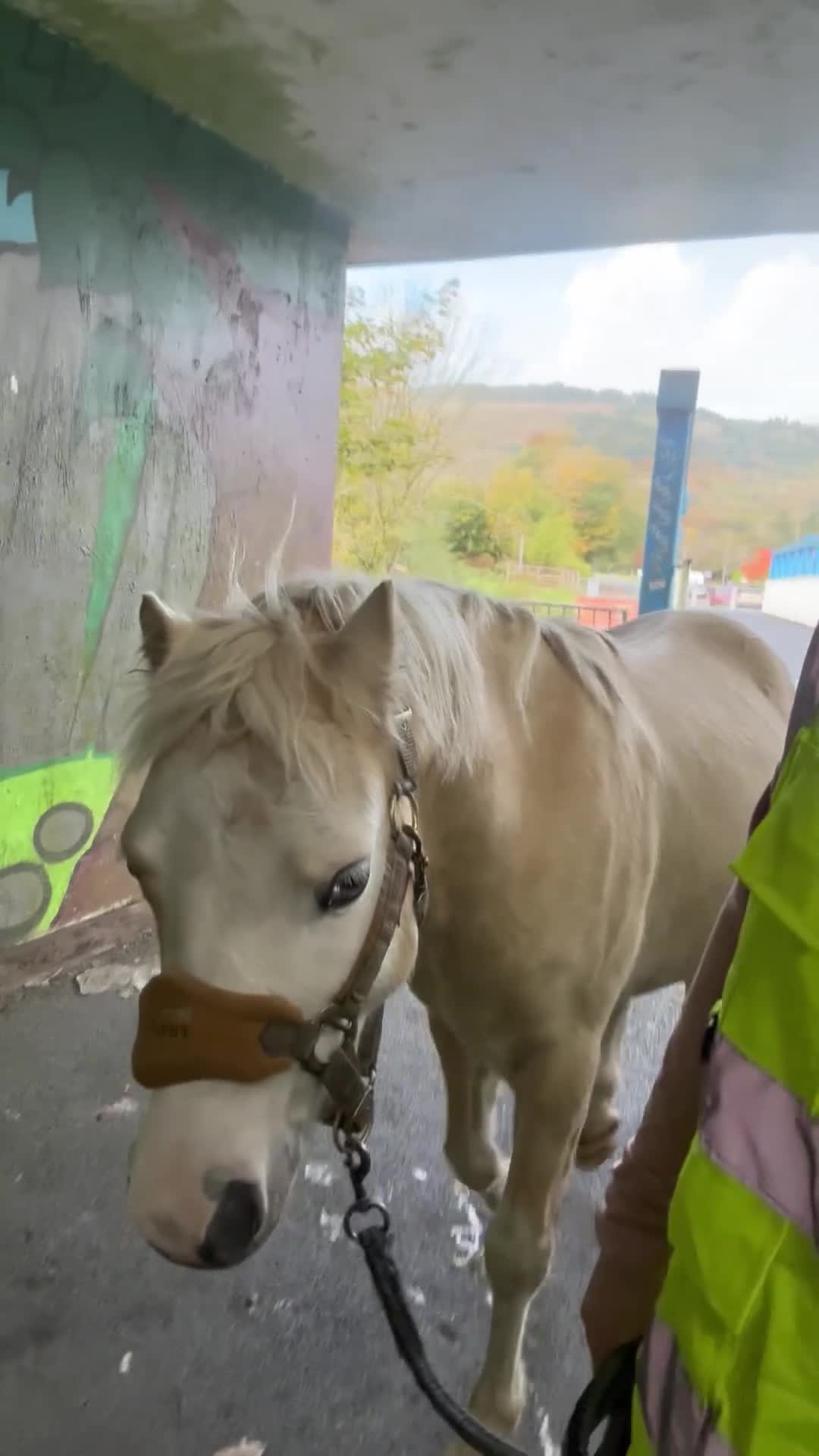 Welsh Section A horses for sale: ⭐️ Lovely Child's Pony for Sale⭐️ - Video 2