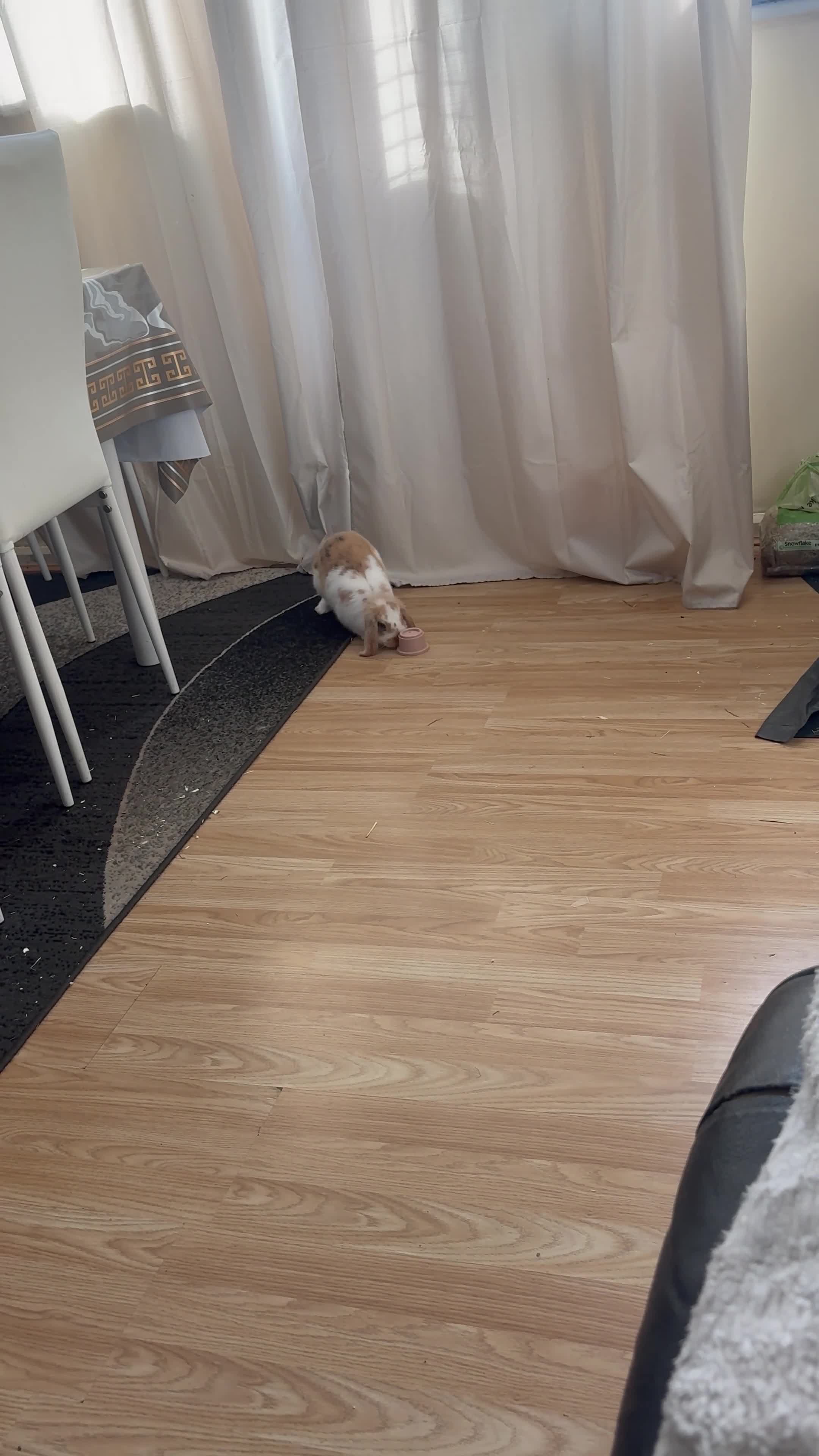 Mini Lop rabbits for sale: Ginger & White Mini Lop Rabbit, Loving Home Needed in Nottingham - Video 1