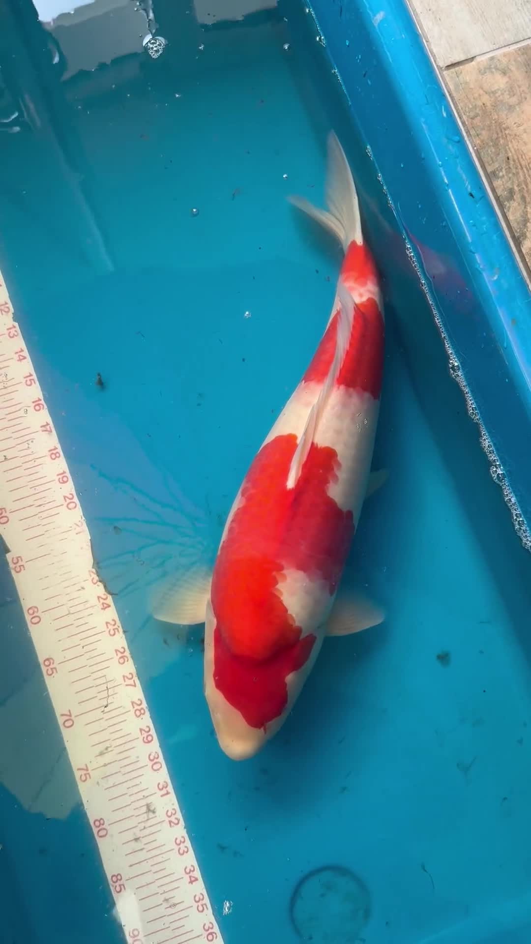 Koi Carp fish for sale: Quality Japanese Koi - Video 2