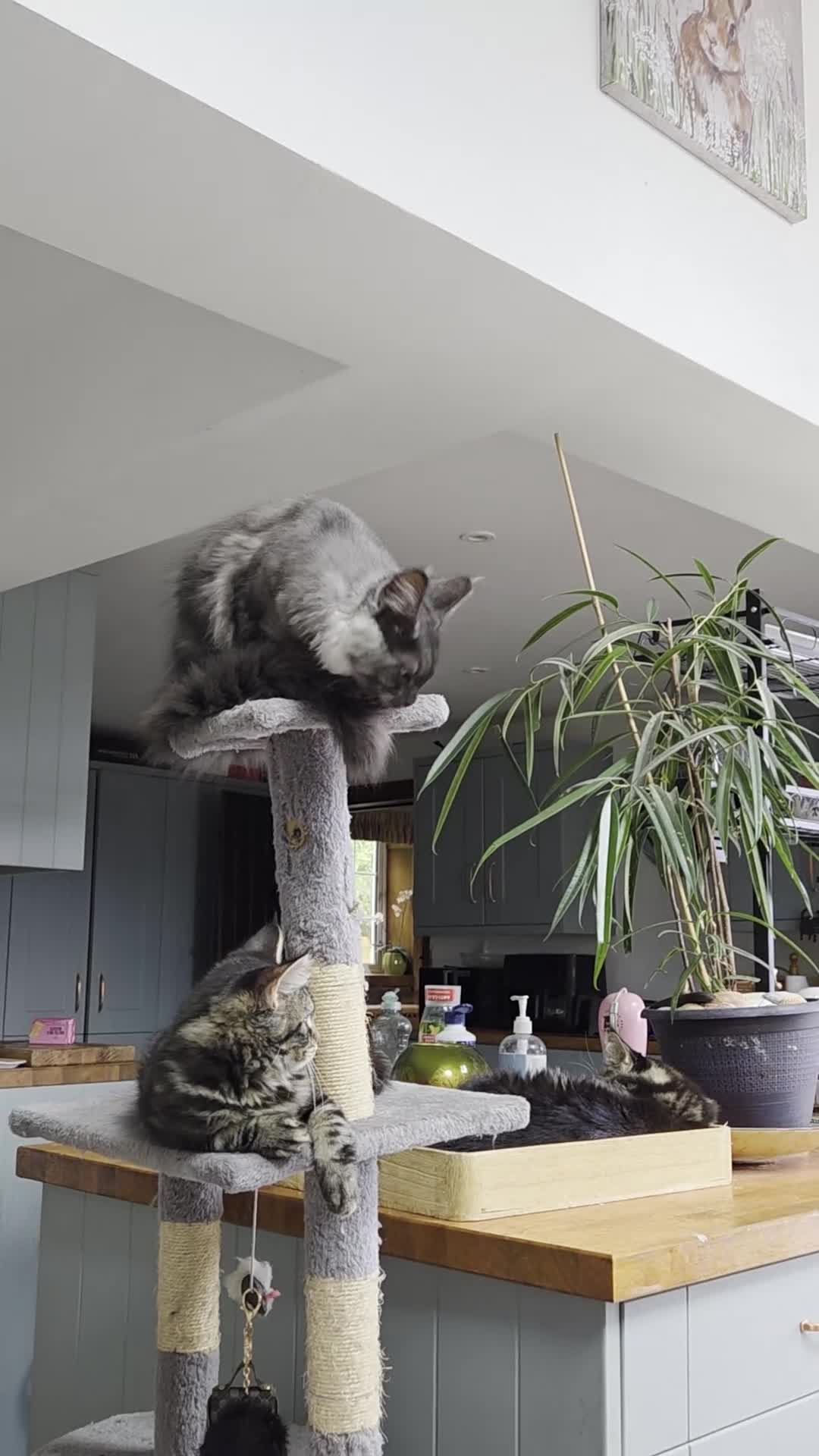 Maine Coon cats for sale: Maine coon  - Video 1