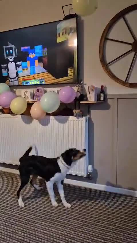 Border Collie dogs for adoption: CHARLIE - COLLIE - FOR ADOPTION IN CORNWALL/DEVON - Video 3