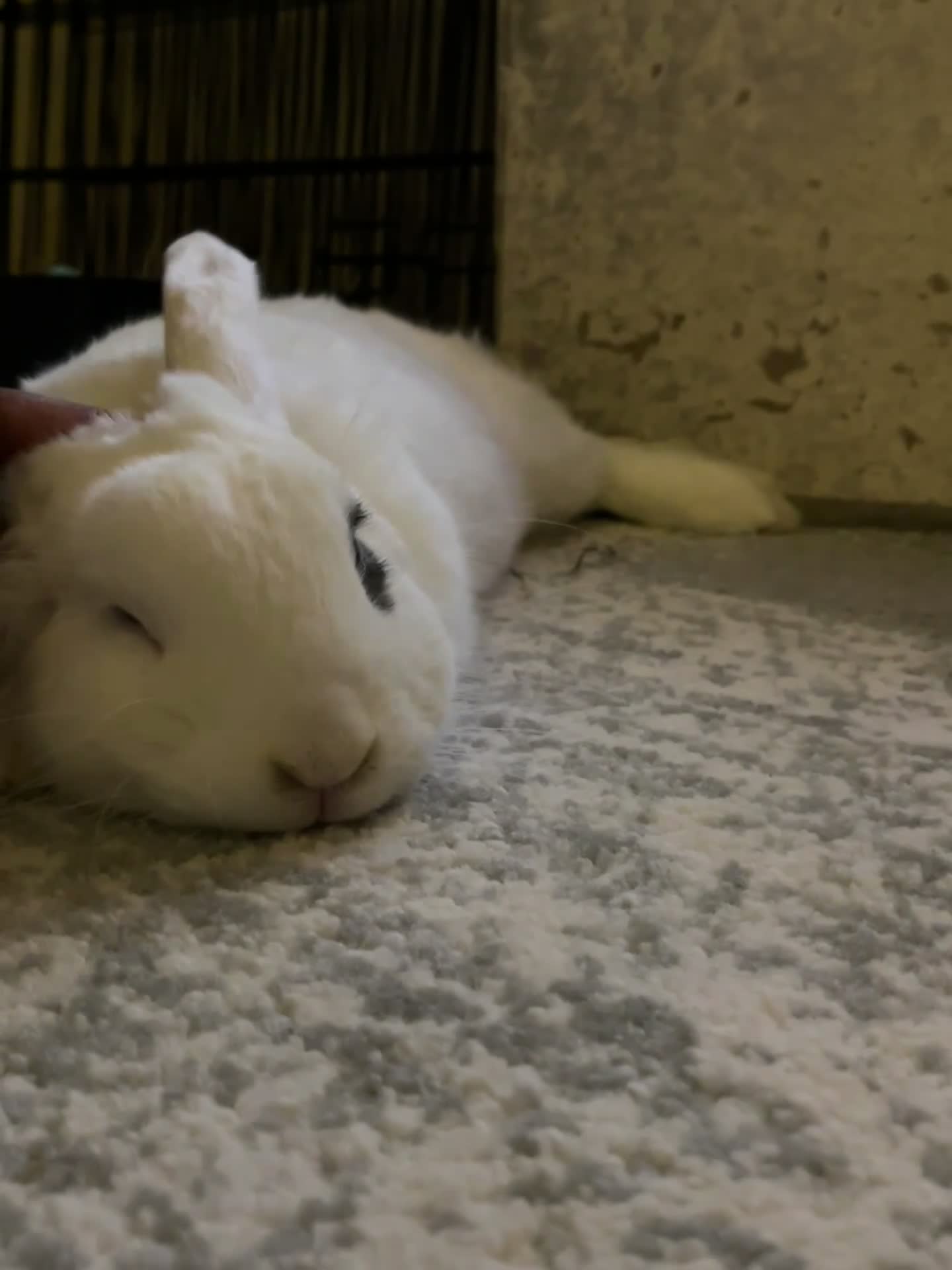 Mixed Breed rabbits for sale: Milky – Loving Free-Roam Lop Rabbit Seeking Home in Feltham - Video 3