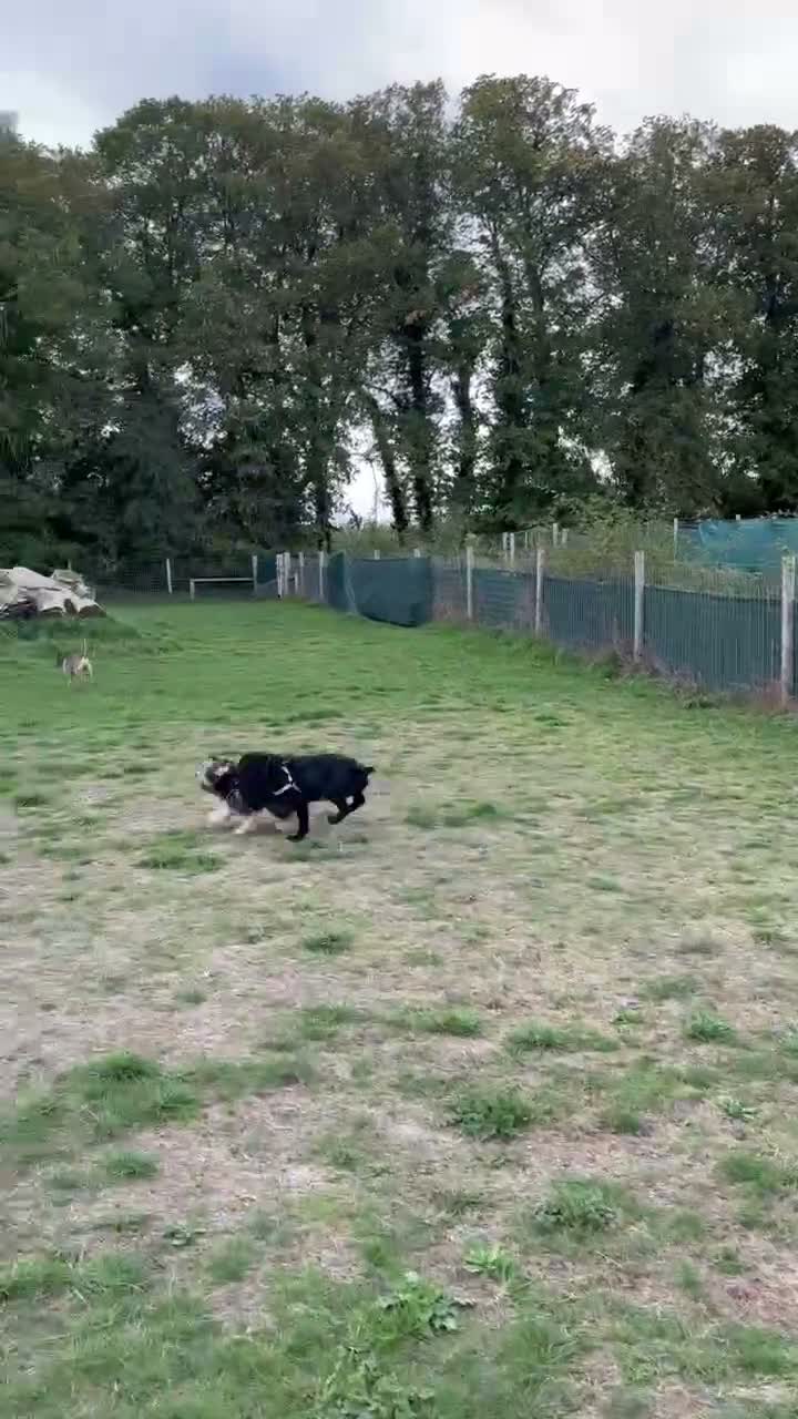 Mixed Breed dogs for adoption: FELIX – 6 MONTHS OLD, ADORABLE BOY PUPPY in Kettering - Video 1