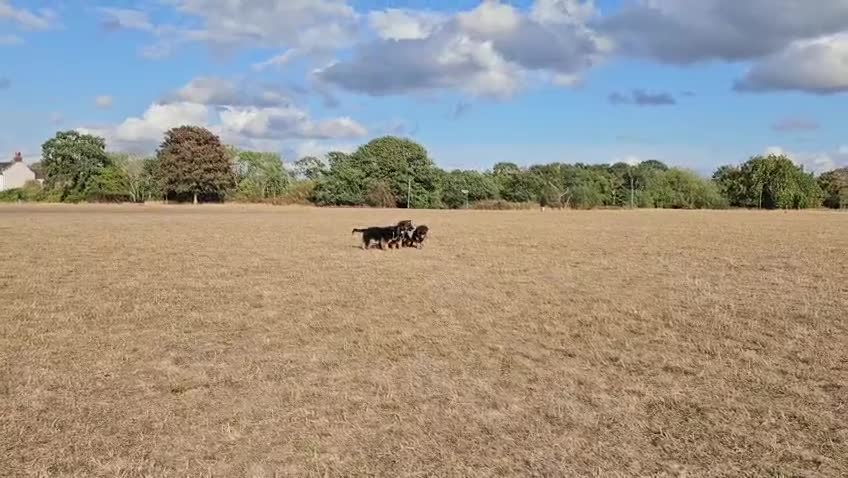 German Shepherd dogs for sale: KC German Shepherd puppies  - Video 1