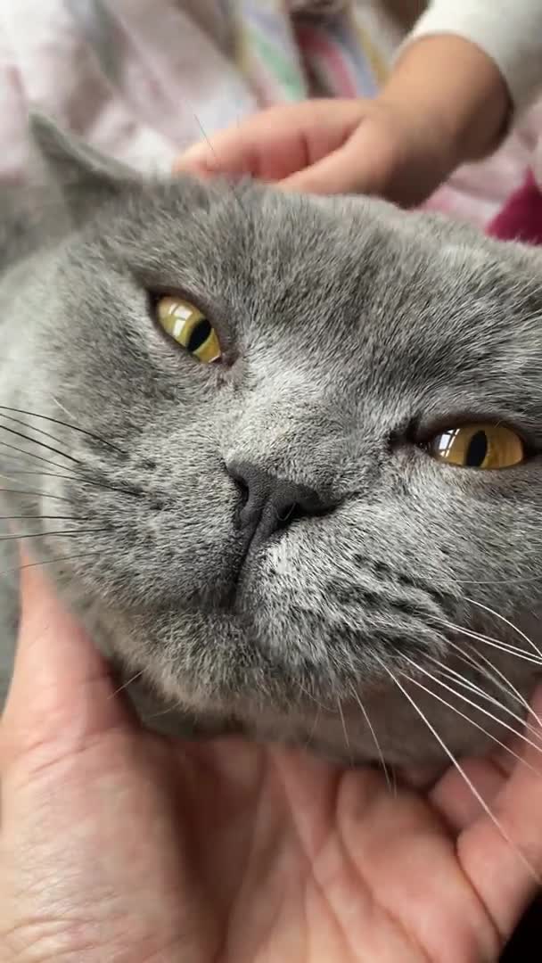 British Shorthair cats for stud: ❤️XXL GCCF active BSH handsome stud Prince❤️ in Manchester - Video 1