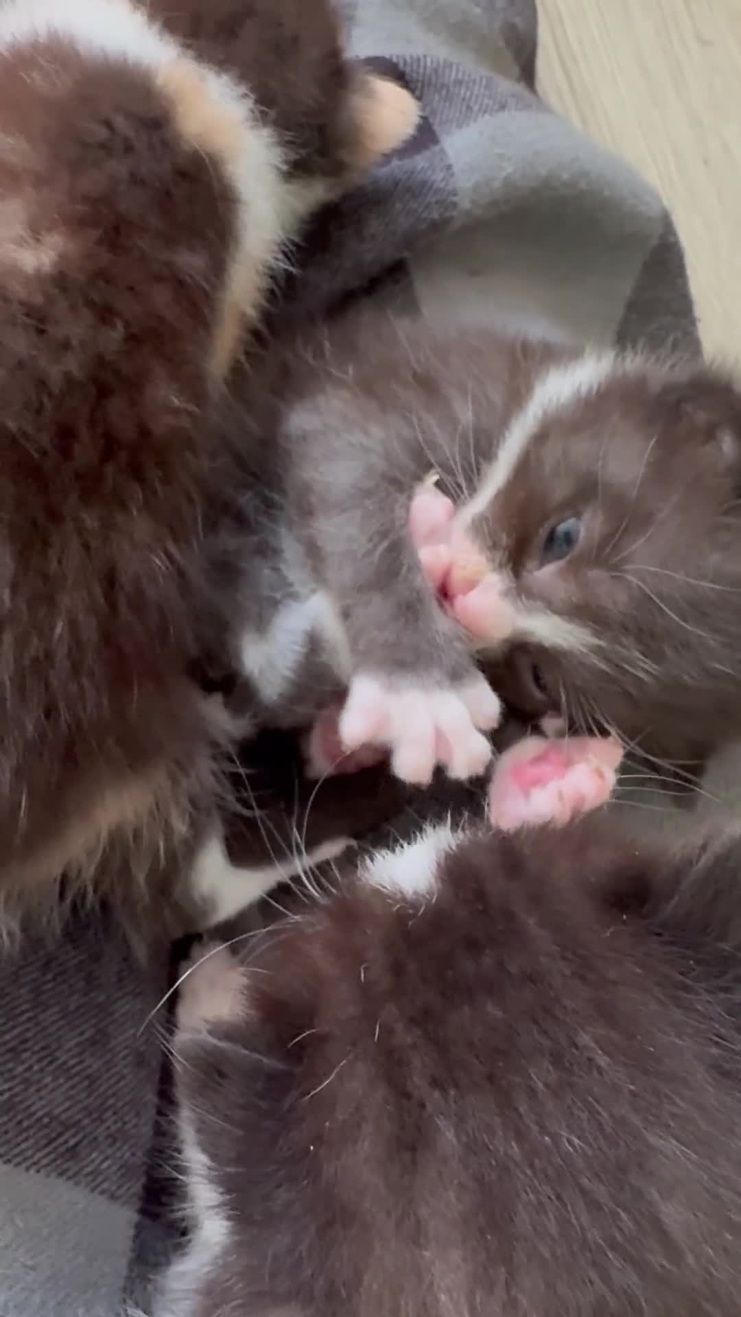 Mixed Breed cats for sale: Mix litter of 6  - Video 3