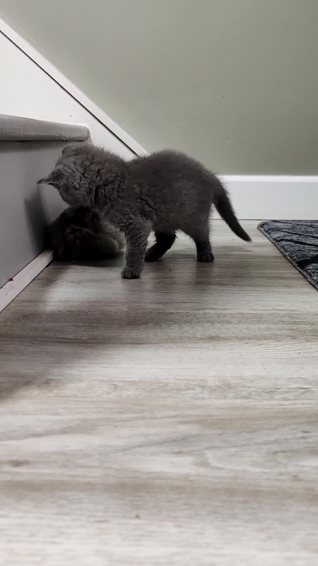 British Shorthair cats for sale: British short hair  - Video 2