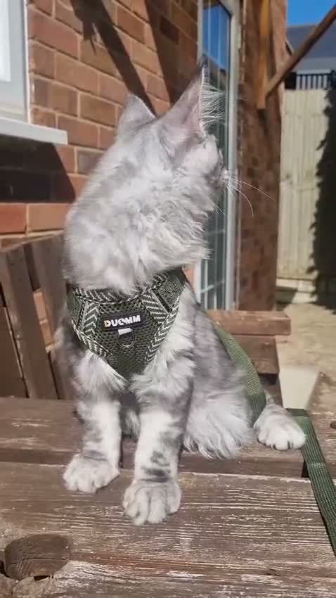 Maine Coon cats for sale: XXL Stunning TICA Reg Kitten - Champion Bloodlines - Video 4