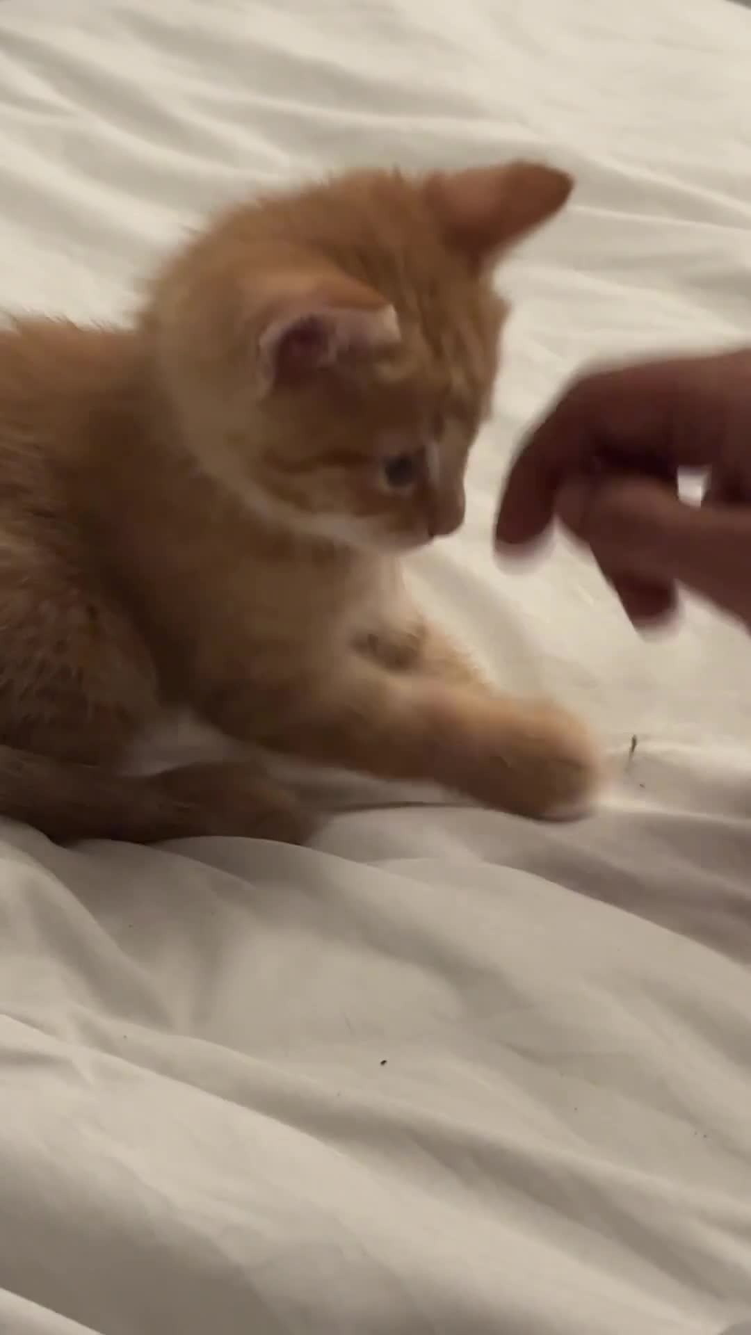 Mixed Breed cats for sale: Ginger boy  - Video 1