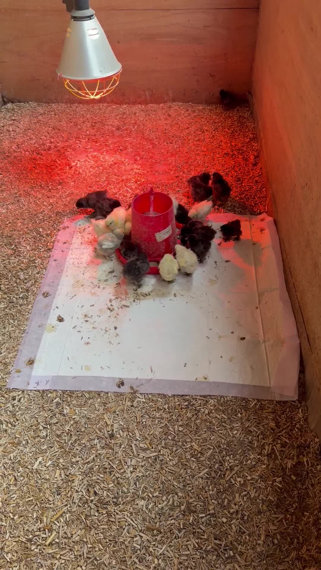 Chickens poultry for sale: Silkie Chicks - Video 1