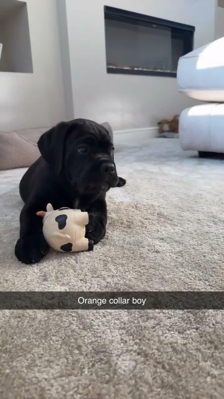 Cane Corso dogs for sale: 🐾 1 BOY LEFT CANE CORSO PUPPIES🐾 - Video 1