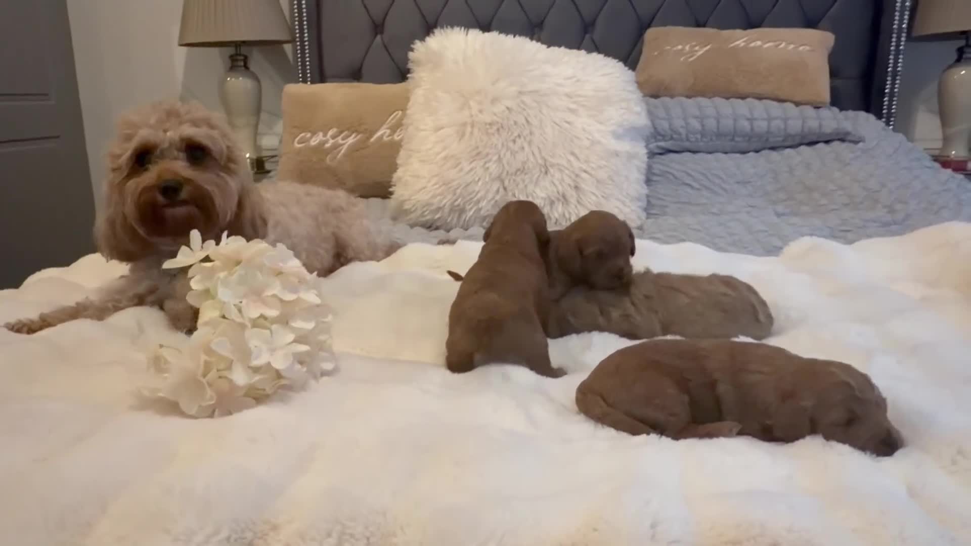 Cavapoo dogs for sale: Beautiful F1B Cavapoo Puppies  in Bradford - Video 1