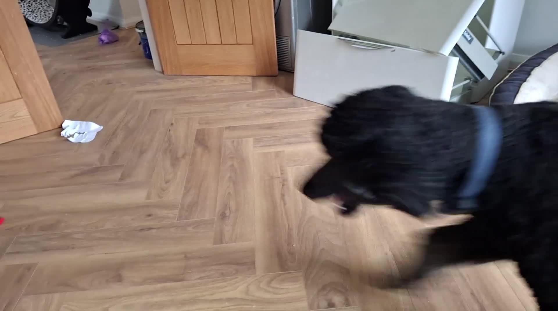 Standard Poodle dogs for stud: FOR STUD NOT SALE! - Video 2
