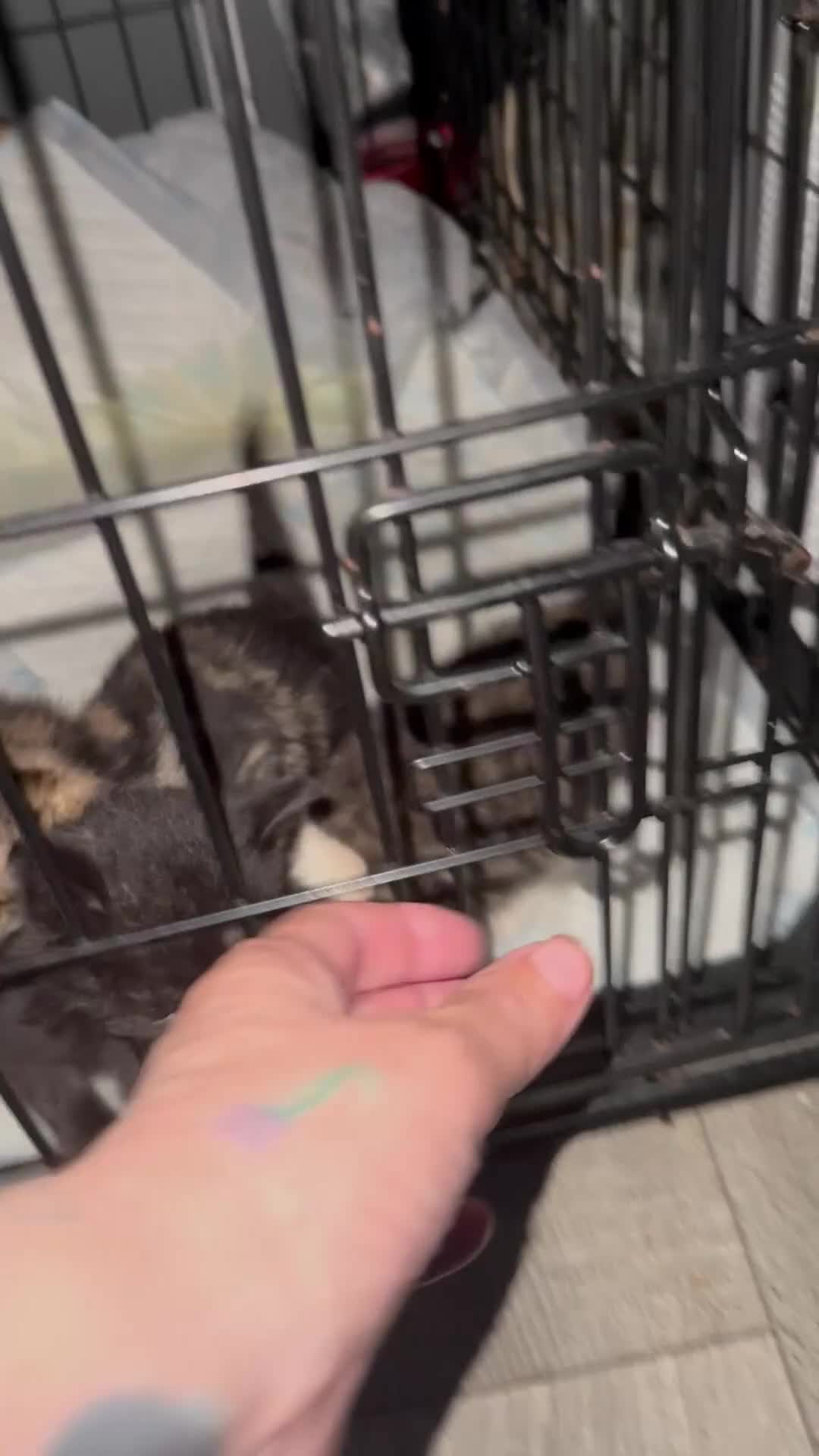 Mixed Breed cats for sale: Hand reared kittens - Video 1