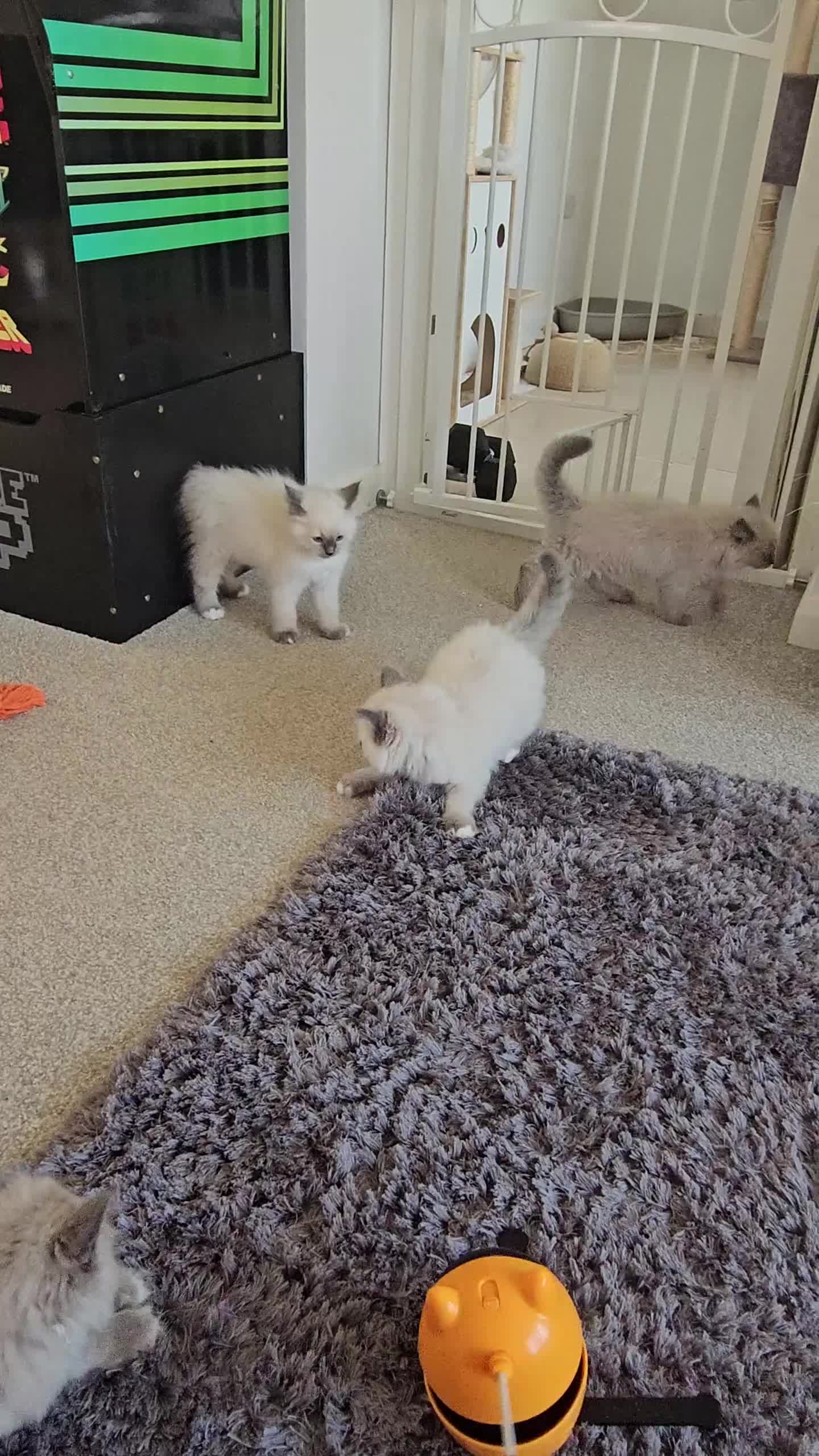 Ragdoll cats for sale: Mischievous Ragdoll boys  in Lampeter - Video 1