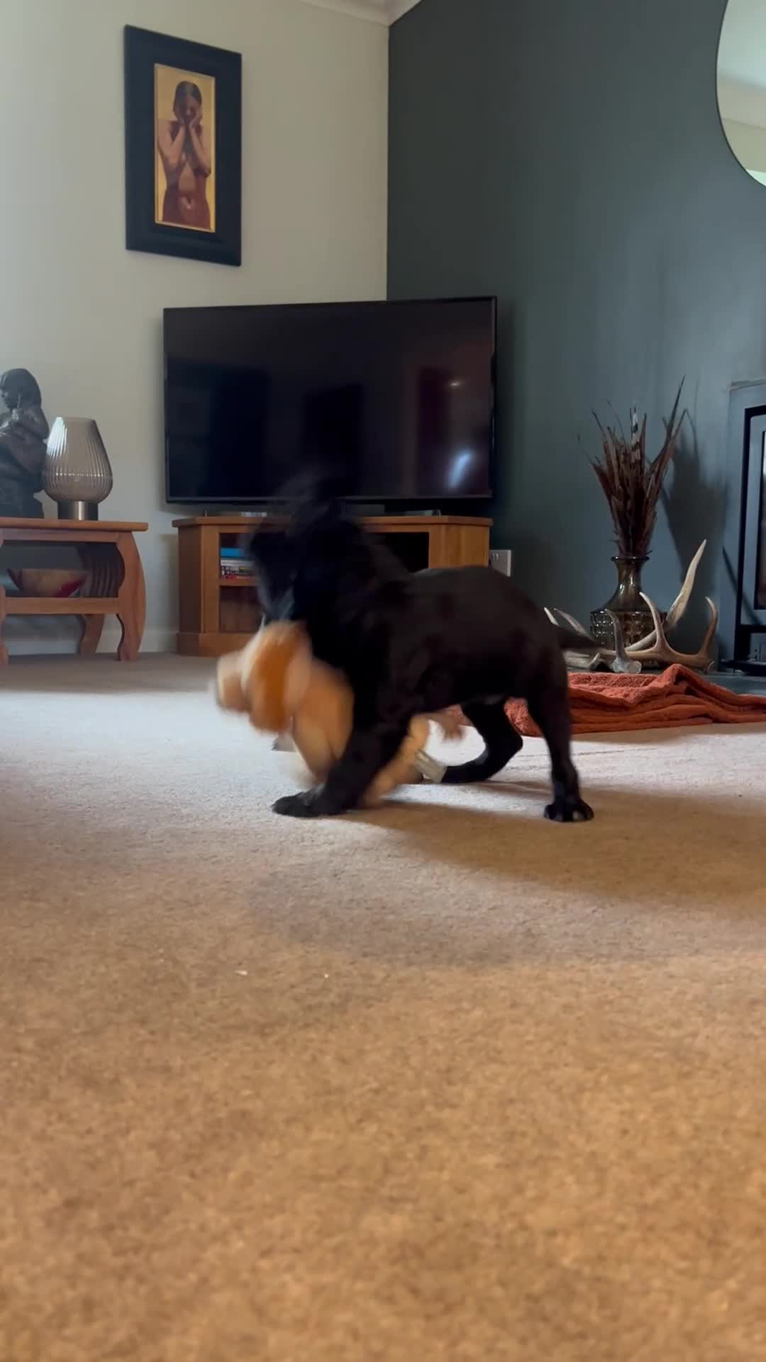 Cocker Spaniel dogs for sale: 2 Gorgeous Cocker spaniels puppy’s 🤩🥰 in Pitlochry - Video 2