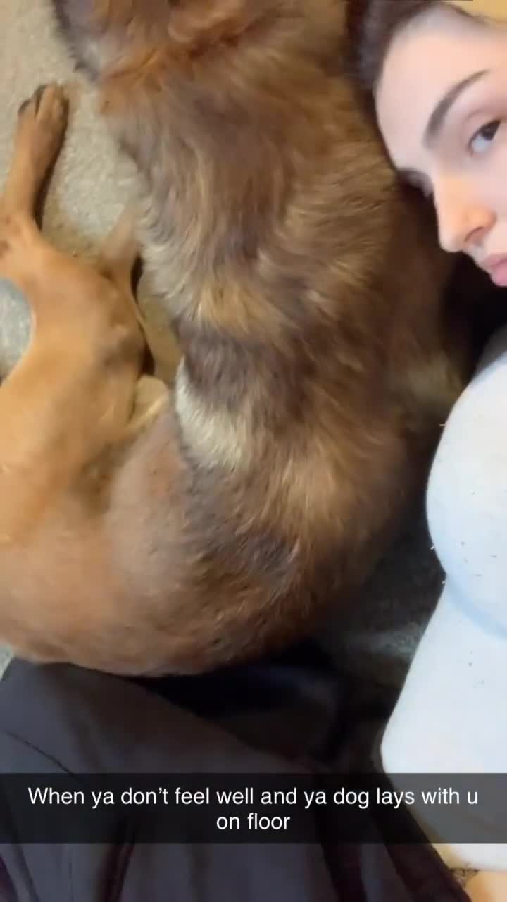 Belgian Shepherd Dog dogs for sale: Zeus  in Dewsbury - Video 5