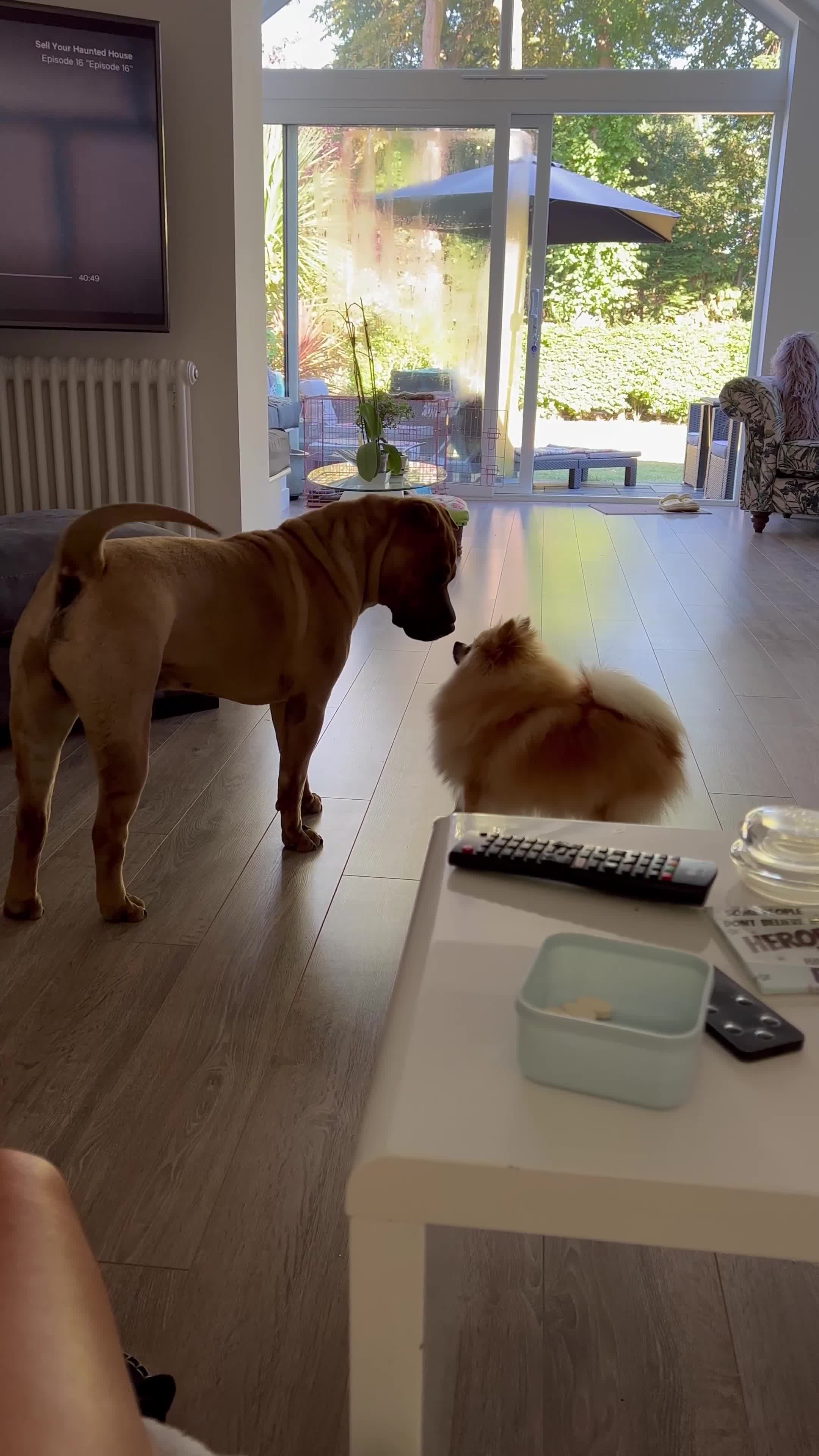 Pomeranian dogs for sale: Gorgeous small Pomeranian puppies 🧸  - Video 4