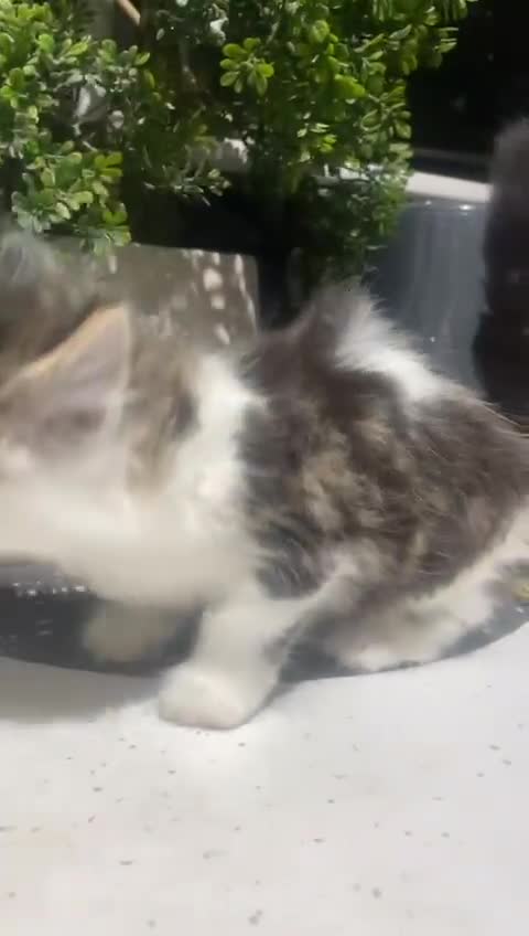 Mixed Breed cats for sale: Kittens for sale - Video 2