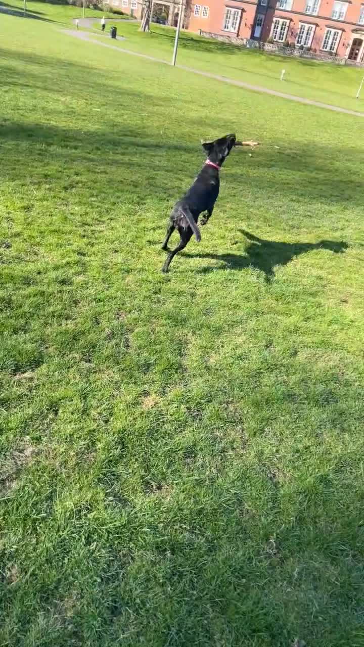 Mixed Breed dogs for sale: Lab x Vizsla Lizzie - Looking for a Loving Home ❤️ in Ripon - Video 1