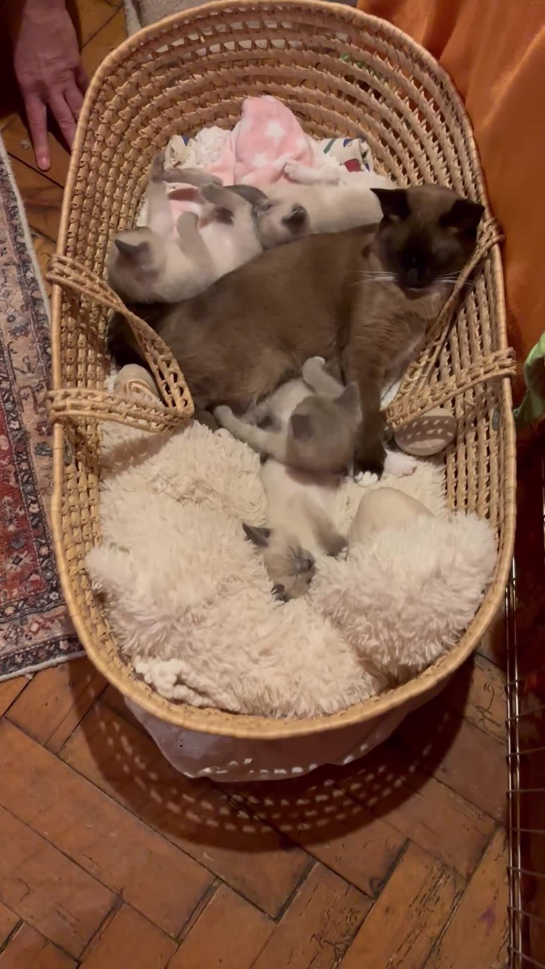 Tonkinese cats for sale: Exquisite Tonkdolls - Video 2