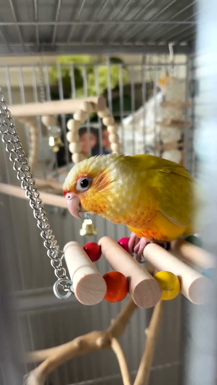 Conures birds for sale: Free flight trained baby conure  in Bolton - Video 4