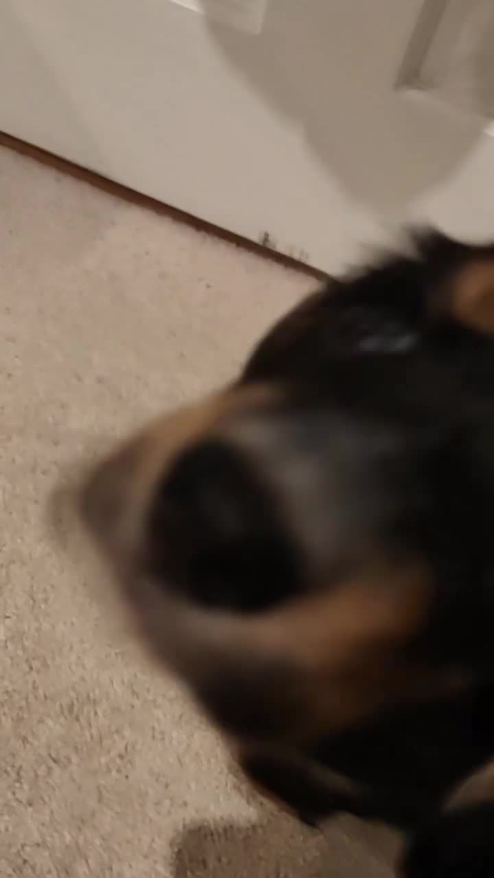 Cocker Spaniel dogs for sale: Very sweet male Cocker Spaniel Pup- Black and Tan  - Video 1