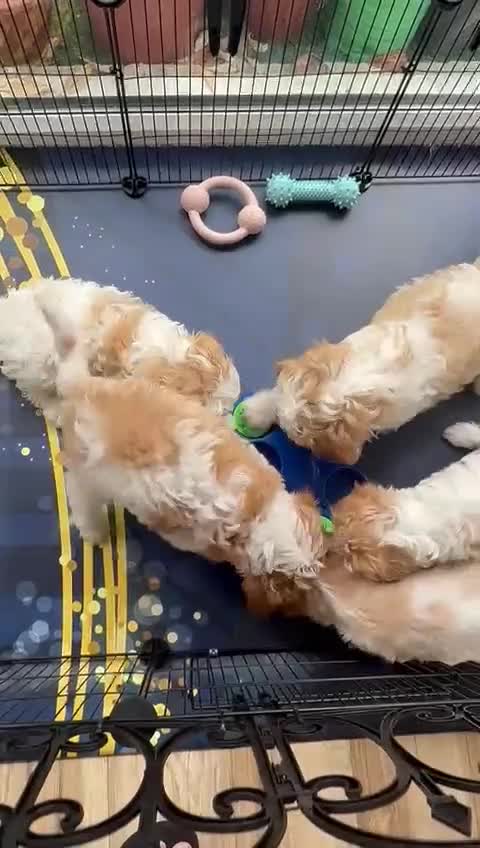 Cavachon dogs for sale: Cavachon for sale - Video 1